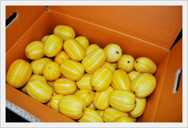 [Fruit-Vegetables] Oriental Melon for Expo...